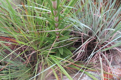 Crassula alba