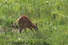 Tragelaphus spekii gratus