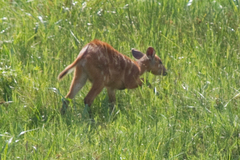 Tragelaphus spekii gratus