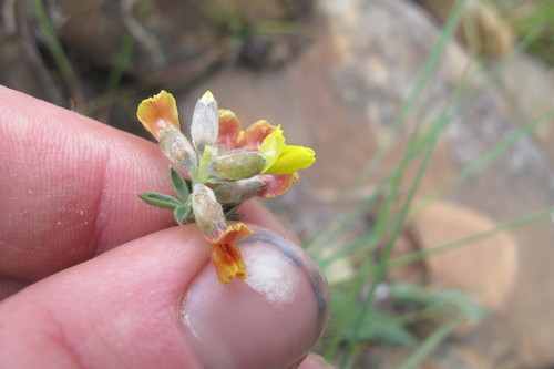 Image of Pearsonia sessilifolia by (c) James Deacon, some rights reserved (CC BY-SA)