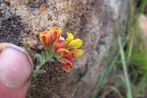 Image of Pearsonia sessilifolia by (c) James Deacon, some rights reserved (CC BY-SA)