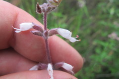 Syncolostemon