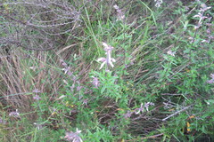 Syncolostemon