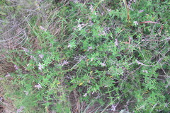 Syncolostemon