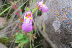 Craterostigma wilmsii