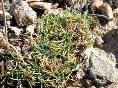 Agrostis muscosa