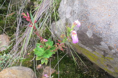 Craterostigma wilmsii