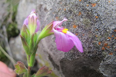 Craterostigma wilmsii