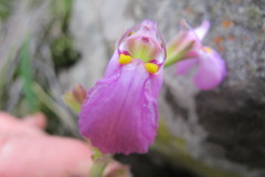 Craterostigma wilmsii