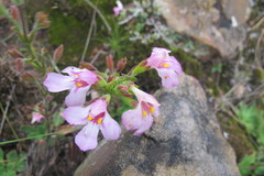 Craterostigma wilmsii