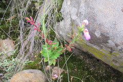 Craterostigma wilmsii