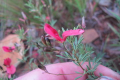 Indigofera tristoides