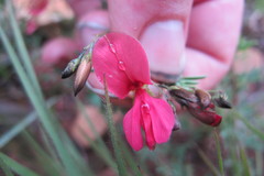 Indigofera tristoides