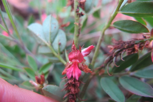 Image of Indigofera oxalidea by (c) James Deacon, some rights reserved (CC BY-SA)