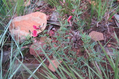 Indigofera tristoides