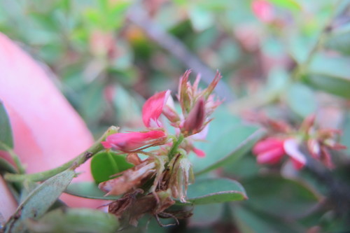 Image of Indigofera oxalidea by (c) James Deacon, some rights reserved (CC BY-SA)