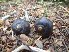 Powelliphanta