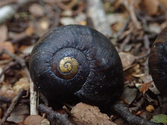 Powelliphanta
