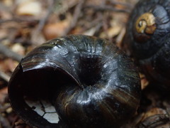 Powelliphanta