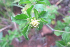Acanthospermum