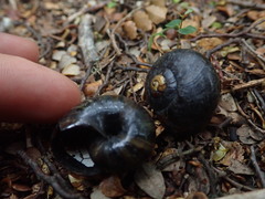 Powelliphanta