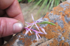 Radinosiphon leptostachya