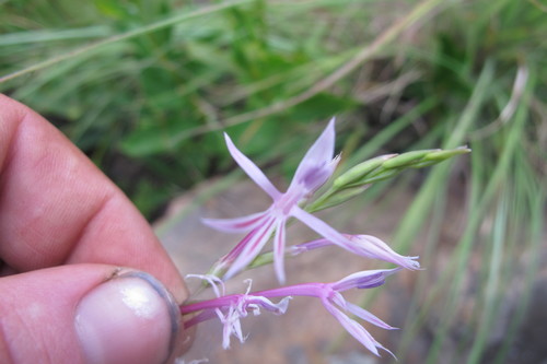 Image of Radinosiphon leptostachya by (c) James Deacon, some rights reserved (CC BY-SA)