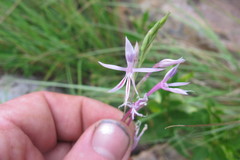 Radinosiphon leptostachya