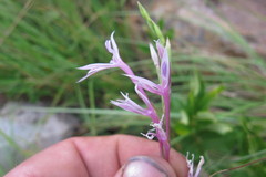 Radinosiphon leptostachya