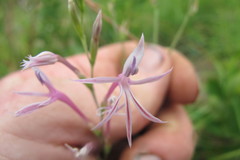 Radinosiphon leptostachya