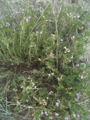 Astragalus vexilliflexus
