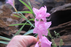 Gladiolus varius