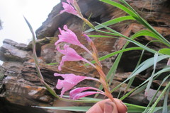 Gladiolus varius