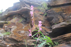 Gladiolus varius