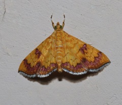 Isocentris filalis