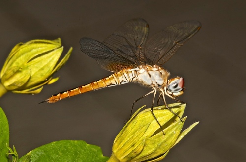 Spot-winged Glider photo 6