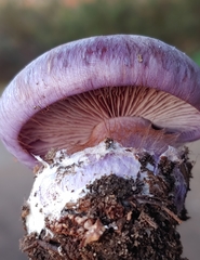 Cortinarius calyptratus