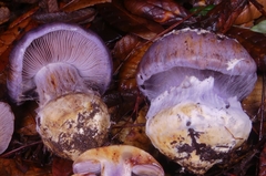 Cortinarius calyptratus