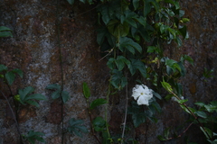Trichosanthes bracteata