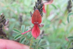 Indigofera atrata