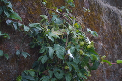 Trichosanthes bracteata