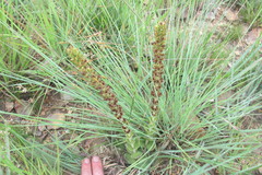 Crassula capitella nodulosa