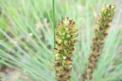 Crassula capitella nodulosa