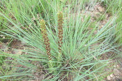 Crassula capitella nodulosa