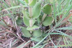 Crassula capitella nodulosa