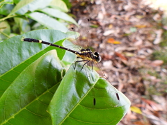 Austrogomphus prasinus