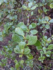 Coprosma montana