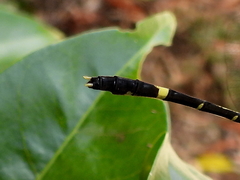 Austrogomphus prasinus