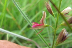 Alysicarpus glumaceus