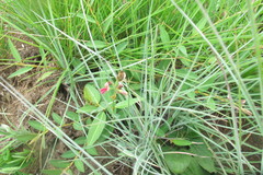 Alysicarpus glumaceus